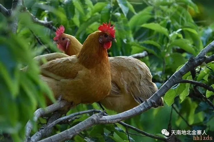 刚刚荣膺"中国最美茶园"的金寨西茶谷主题公园究竟有多美!