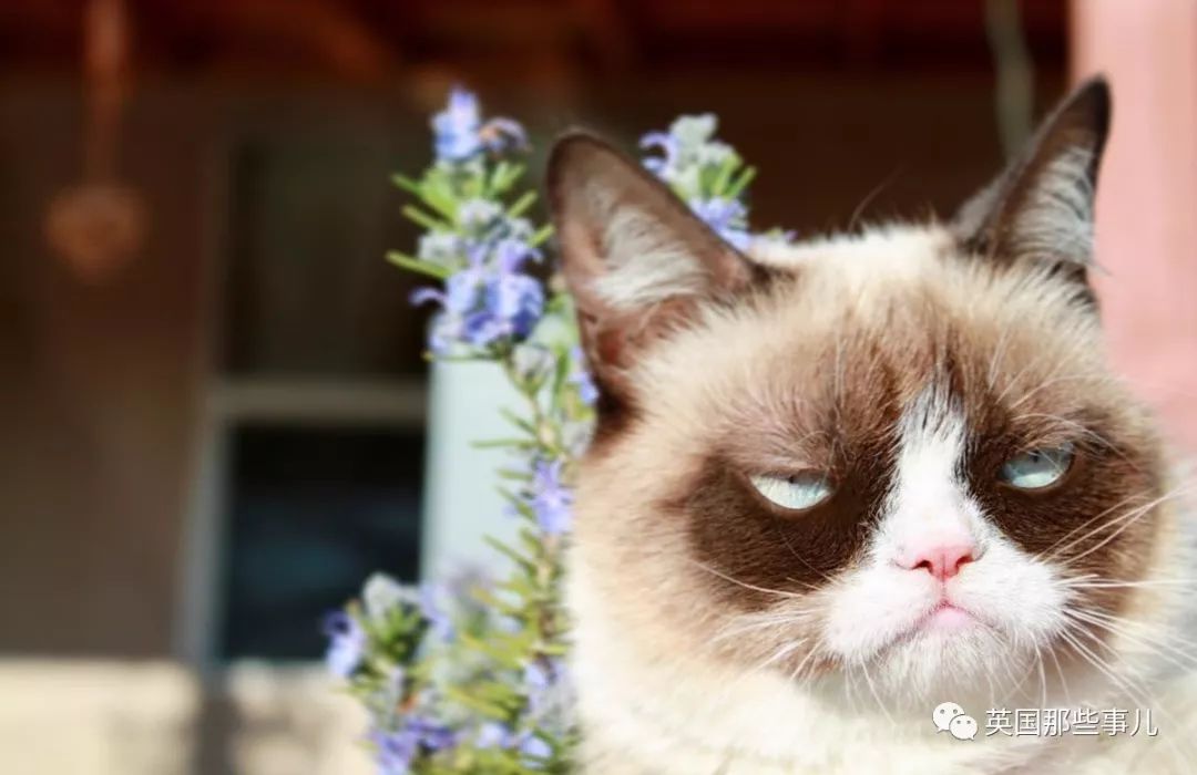 凭一张不爽脸走红网络,这只给我们贡献了无数欢乐的不爽猫,rip