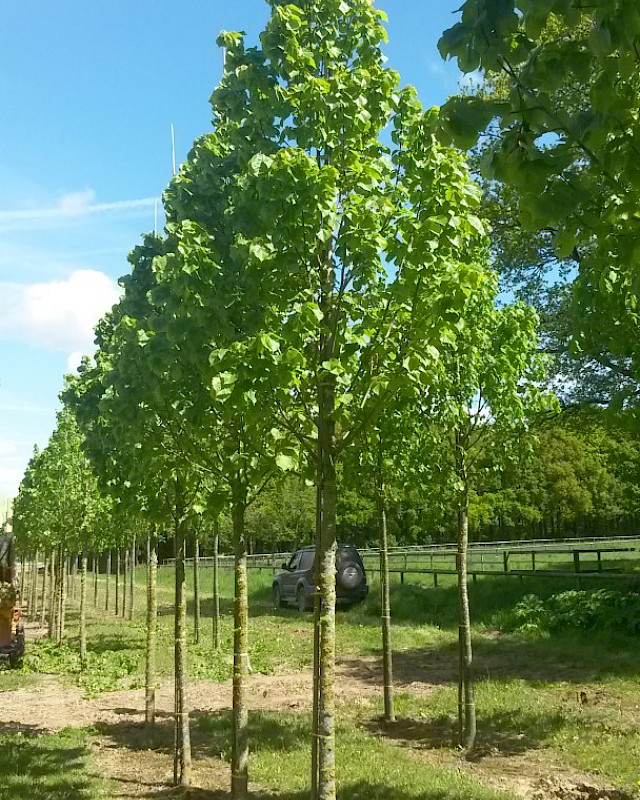 椴树系列之欧洲大叶椴泽栽特