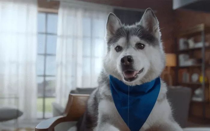 华为吃货节广告刷屏好一只被骗的二哈