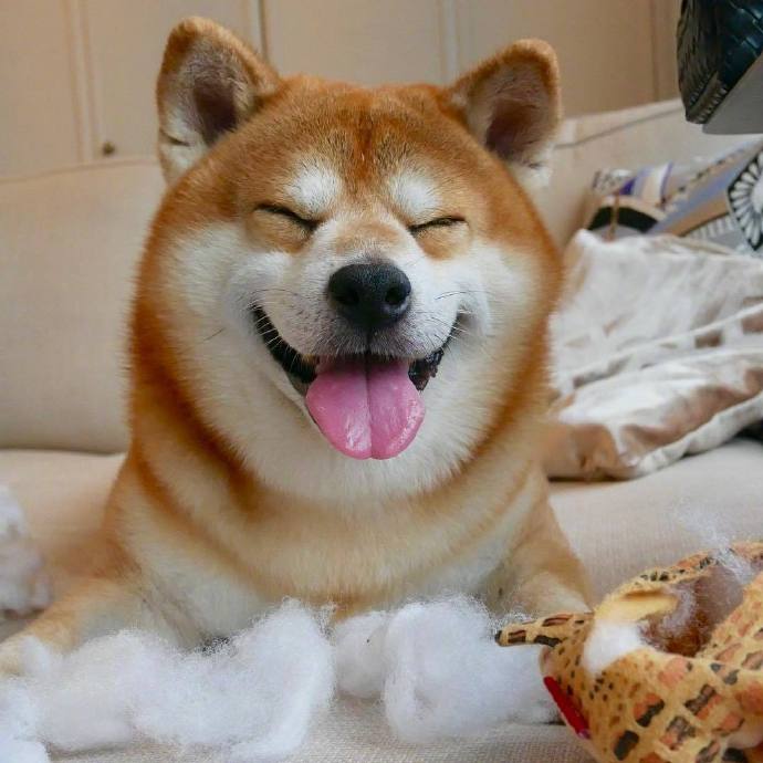 为什么这么多人喜欢柴犬看这几张图就知道了