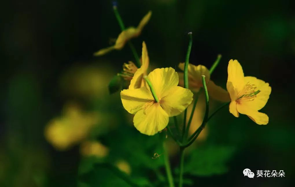 白屈菜 別稱:地黃連,斷腸草