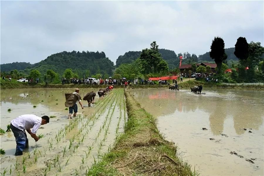 冯三镇第三届开秧门农耕文化节举行