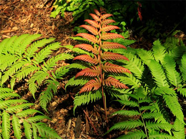 农村这个乌毛蕨嫩茎叶可作为食物城里人喜欢吃