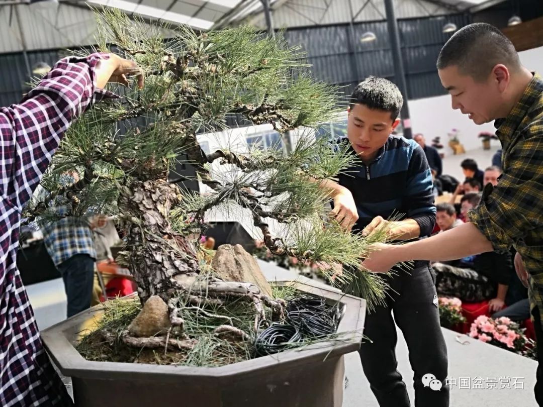 臨水大樹型盆景龍飆這麼製作