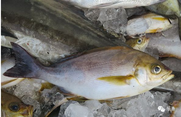 吃鸡就在此刻黄鸡鱼