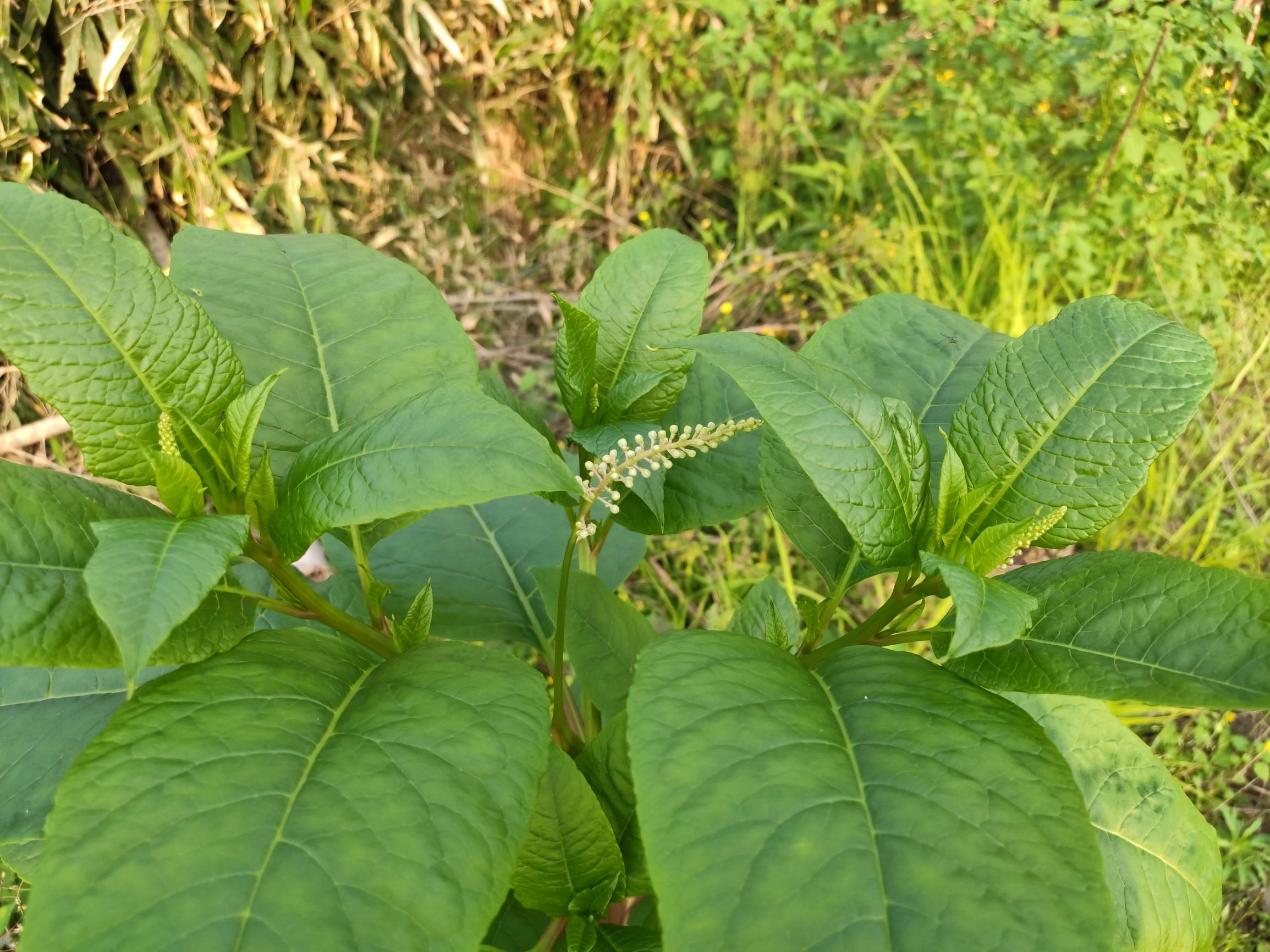 這種植物的根和土人參相差無幾作用相差甚遠誤食還有可能中毒