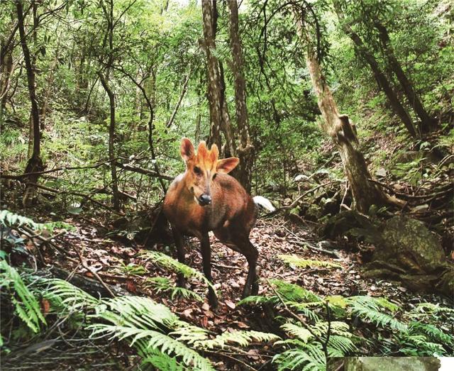 黑麂那些红外相机,可以持续工作四个月时间.