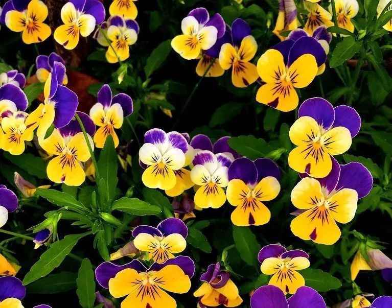 花之声丨蝴蝶花_品种