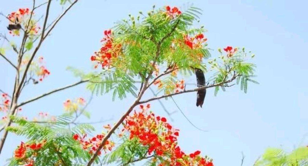 廣西南寧:鳳凰花開一年兩季,一季緣來,一季緣散.