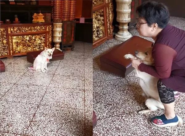 狗子想拜拜佛竟赖在寺庙不肯走了