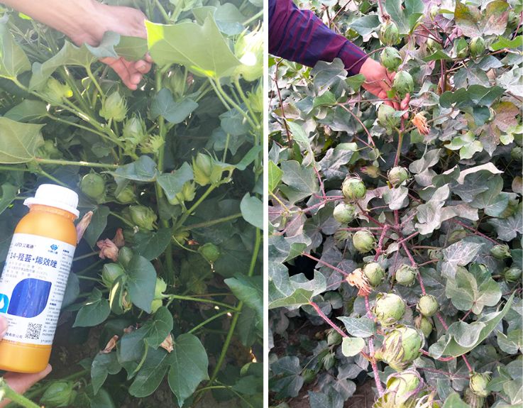 艾氟迪专题篇中棉小康艾氟迪afd产品技术交流会