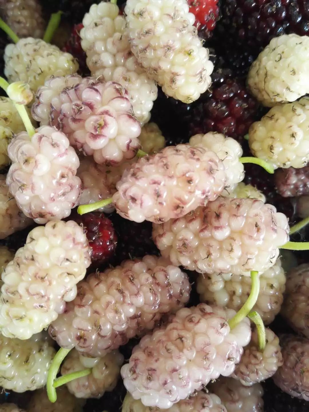 宜兴人期待了一整年的桑葚福利来啦!