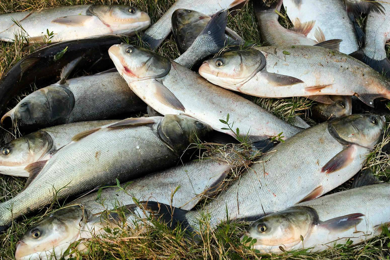 原创小满节气钓鲢鳙这些知识应该懂