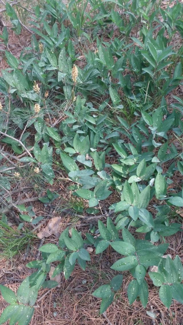 大连普兰店山上不起眼的一种草,根能治病,可卖到80元一斤