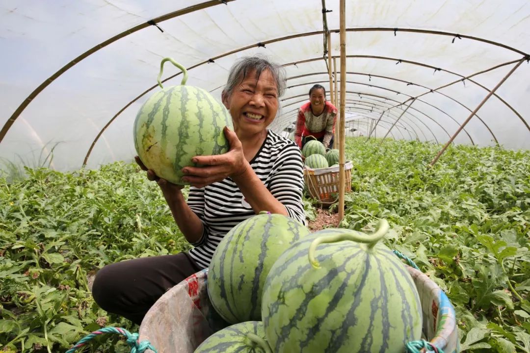 2019年5月21日,四川省内江市东兴区郭北西瓜种植专业合作社的瓜农正在