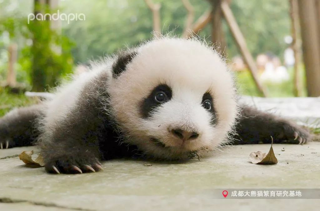 熊猫小时候壁纸图片