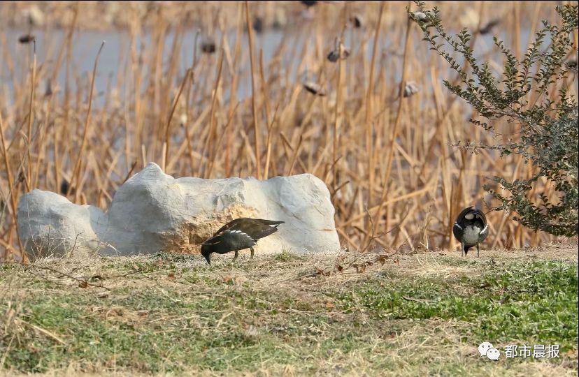 冬季树果落地,蜡嘴也是频繁落地傍晚捉水蚊子吃的白头鹎两只八哥快速