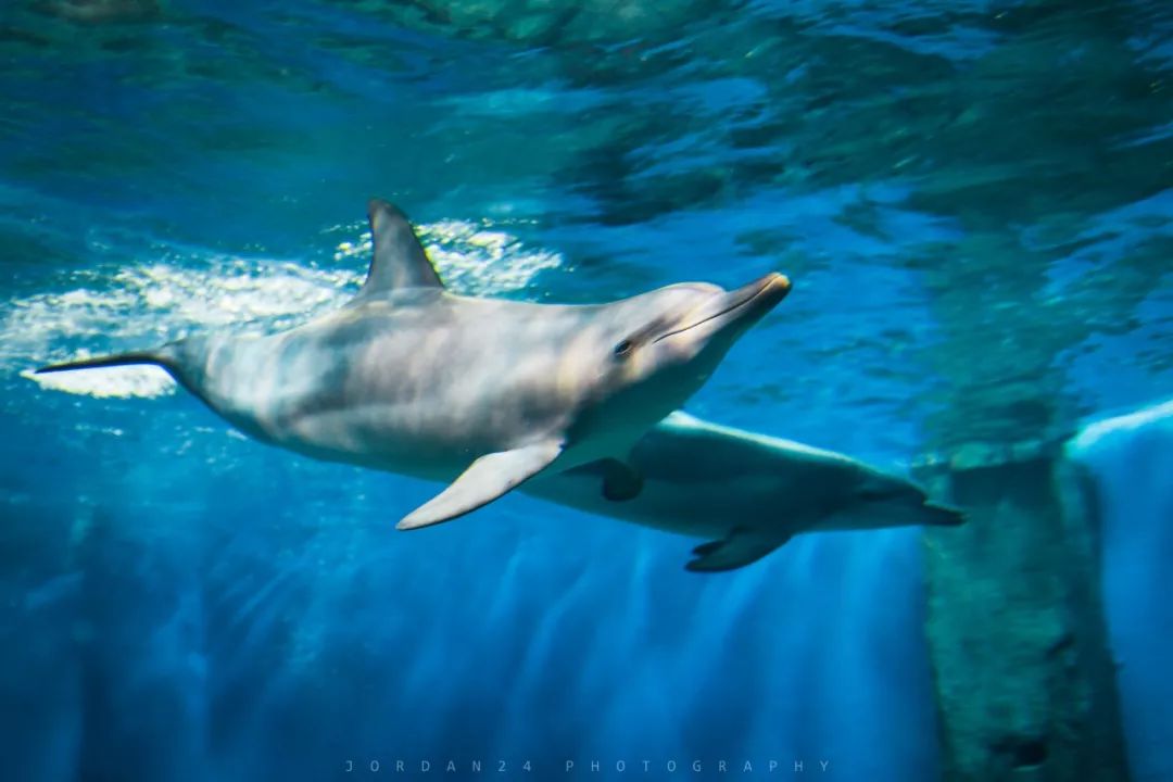 禮包包含:【重慶漢海海洋公園兒童票或重慶漢海鯨豚灣水世界兒童票】