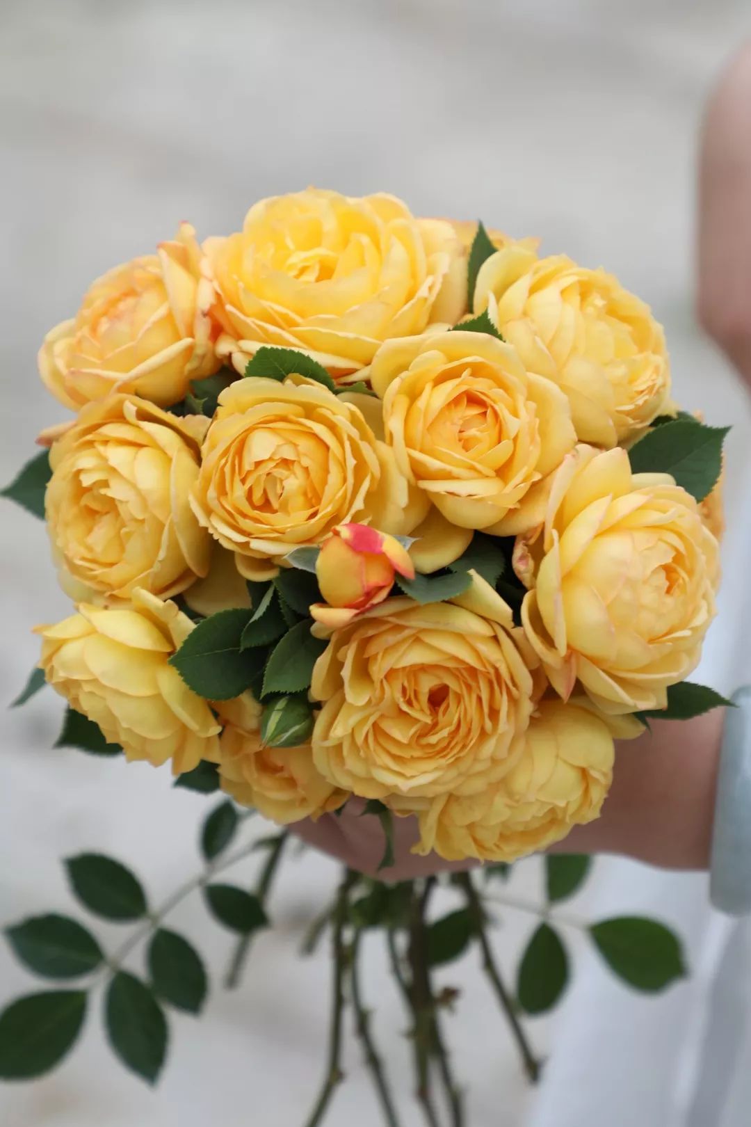 天狼说月季520最诗意的告白是倾慕