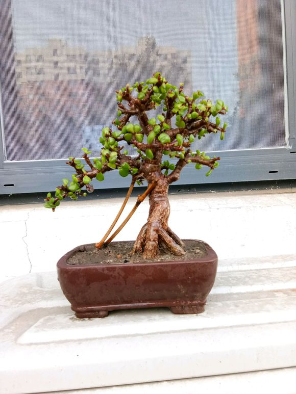 原创学会养护技巧金枝玉叶也能养成老桩学学这几点知识