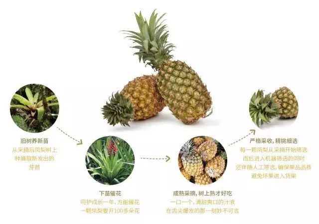 菠萝生长过程记录图图片