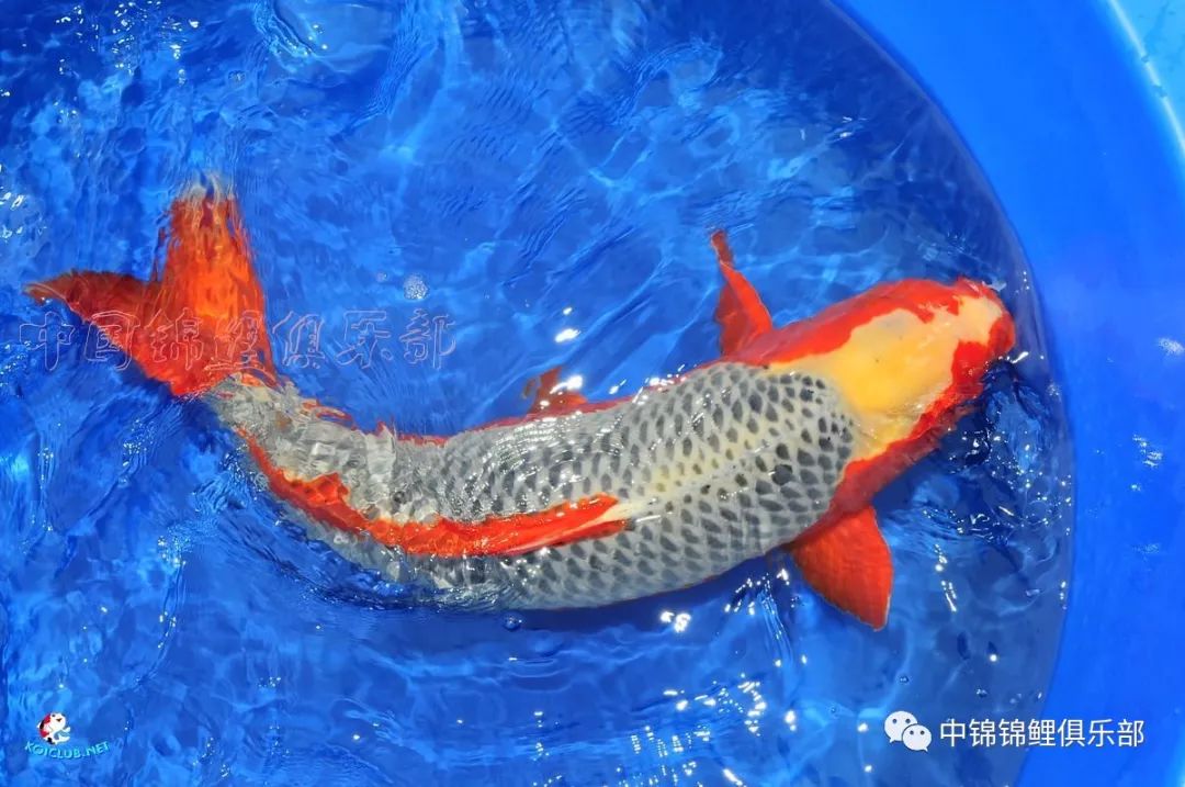 爱鲤真的会忘记你吗