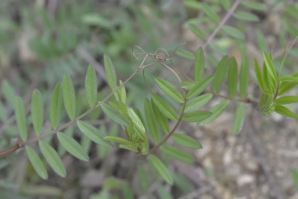 苏东坡最喜欢的"元修菜",到底是个什么菜?_苏轼