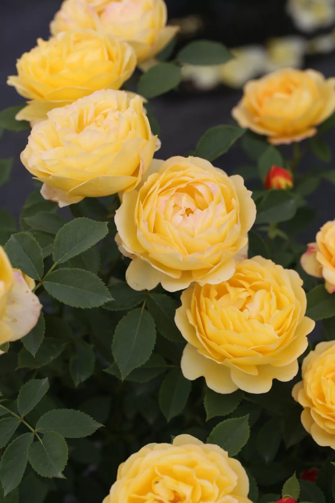 天狼说月季|520,最诗意的告白,是"倾慕"