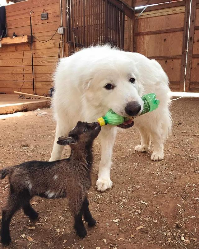 既能放羊看大門,又能帶娃當保姆,大白熊犬受歡迎不是沒理由的