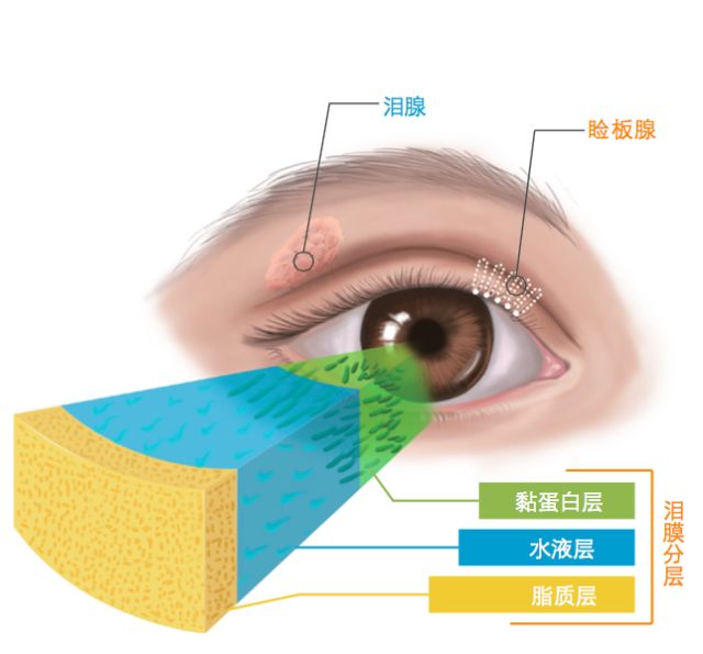 正常的睑板腺高清图片图片