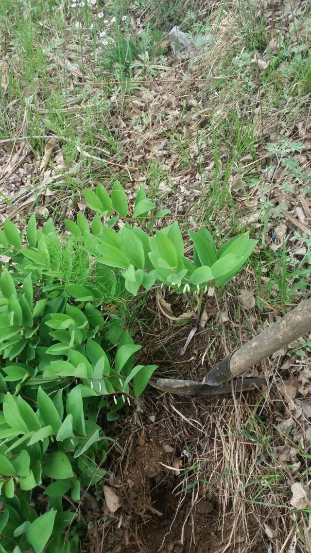 大连普兰店山上不起眼的一种草,根能治病,可卖到80元一斤