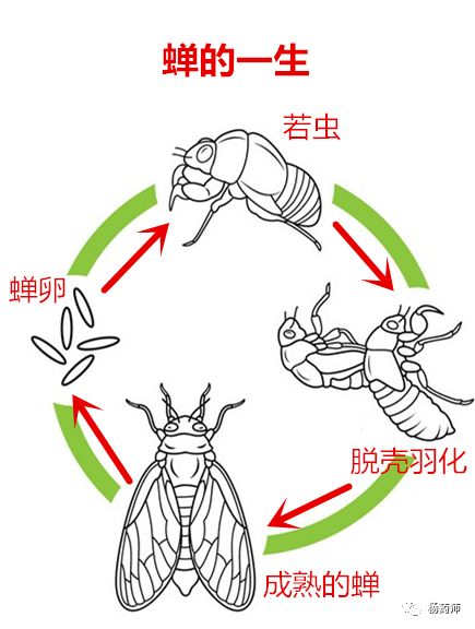 了解蝉蜕,昆虫界大片《肖申克的救赎》