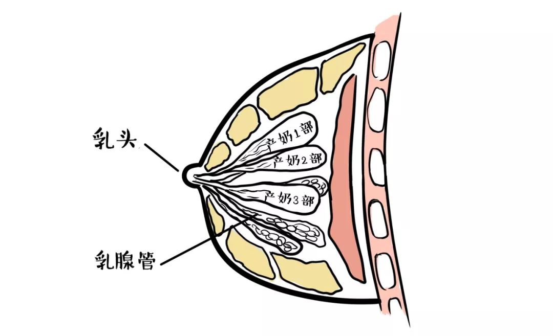 乳腺管走向图图片