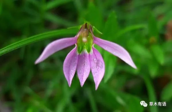 半边莲和半枝莲