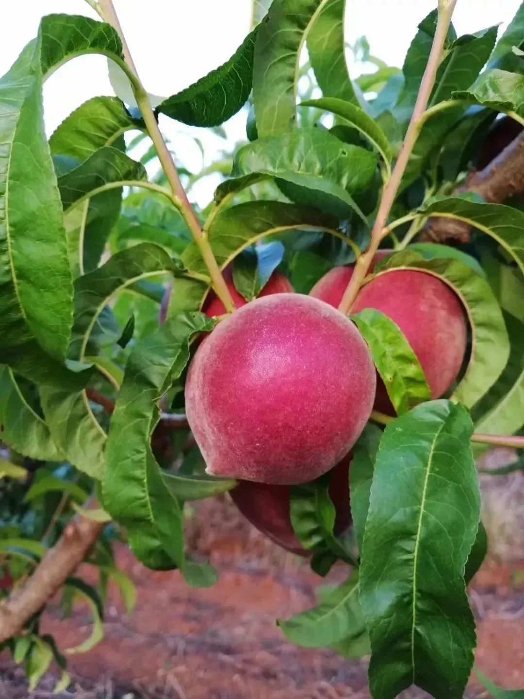 平地"黑美人"出山喽…_桃子