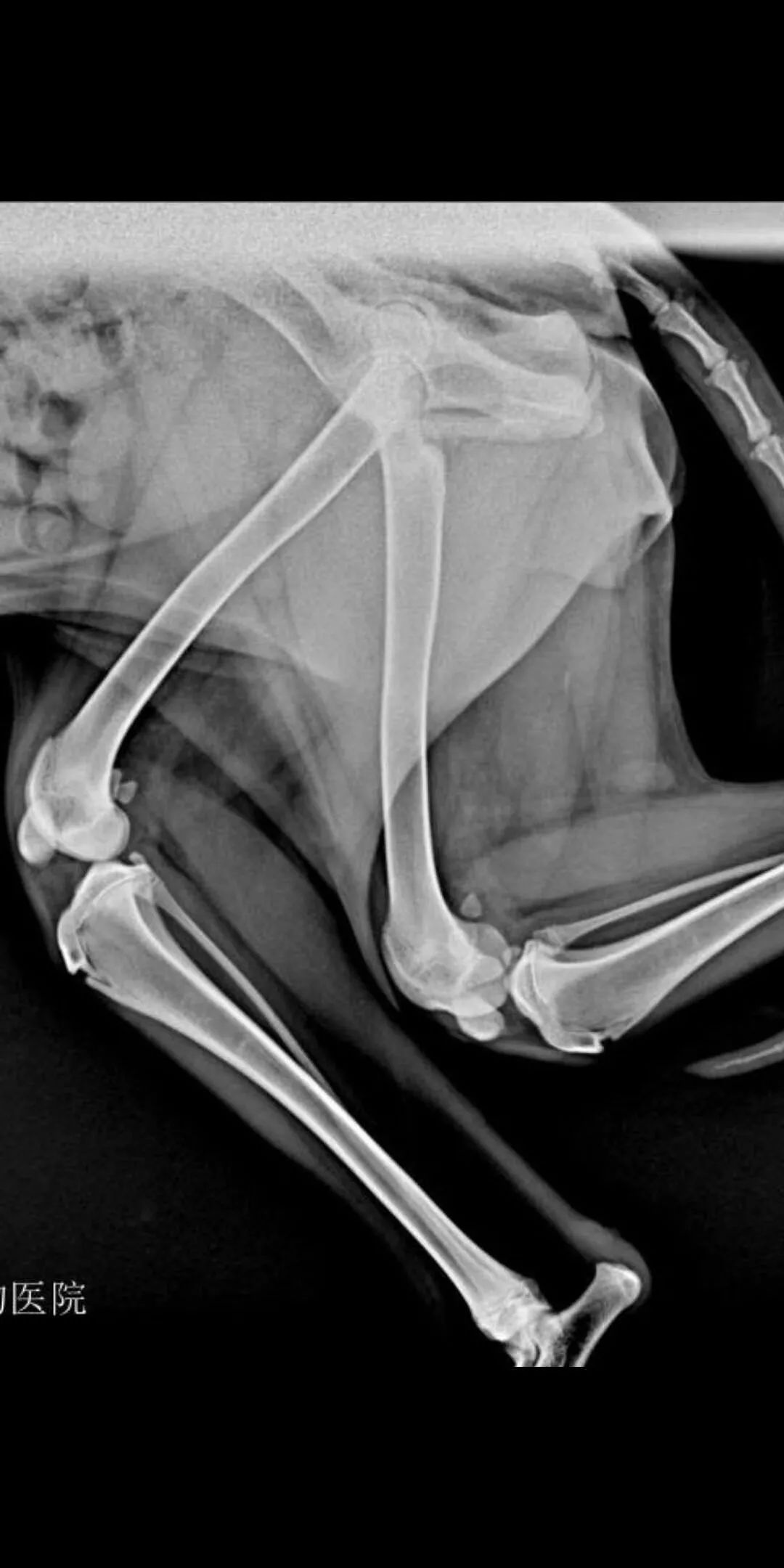 病例分享阿拉斯加犬双侧髌骨脱位pgr滑车沟置换系统临床病例分享