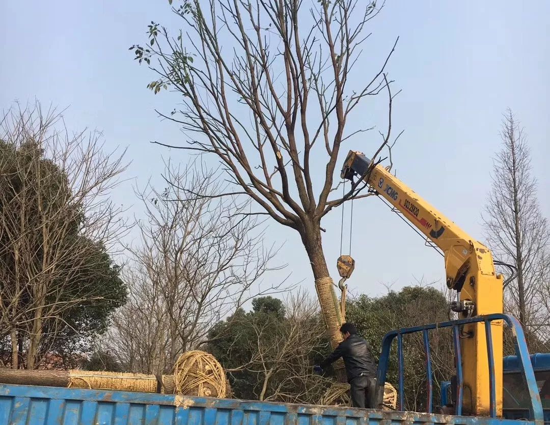 香樟是樟目,樟科,樟属常绿大乔木,高可达30米,直径可达3米,树冠广卵形
