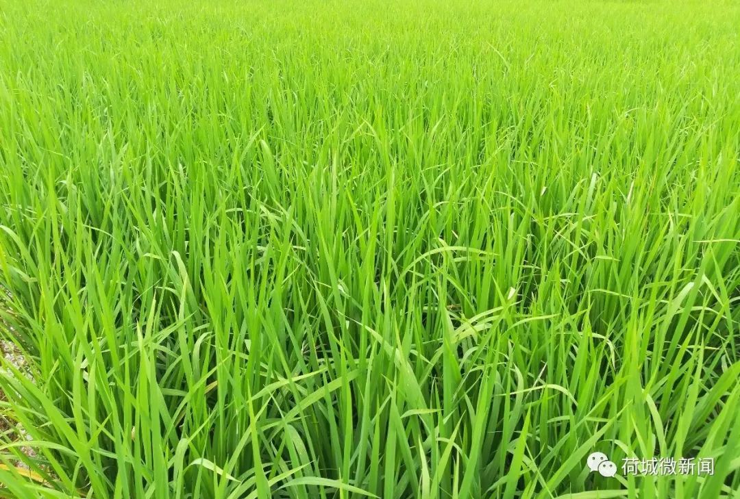 小满温和夏意浓十里稻田绿油油