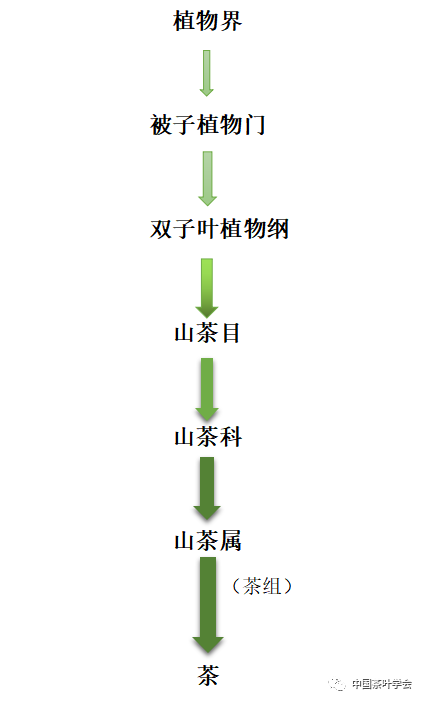 经常喝茶你对茶树了解么