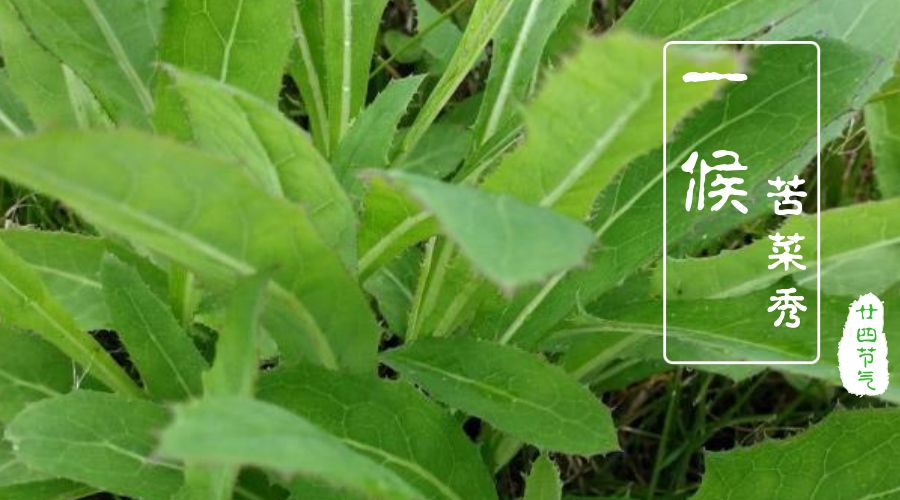 不觉间已是满眼秀色苦菜茁壮生长一候苦菜秀小满三候夏至稻花香麦粒