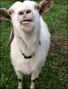 山羊吐舌头gif图片