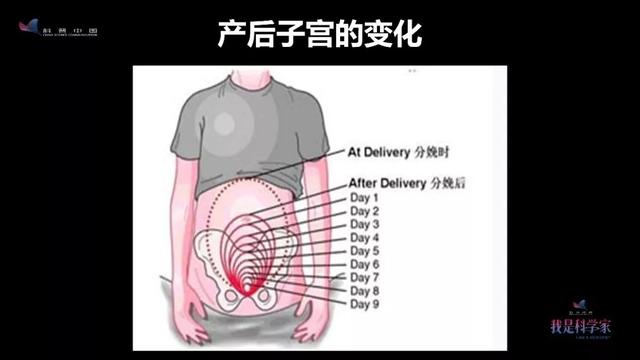 孕19周子宫位置图图片