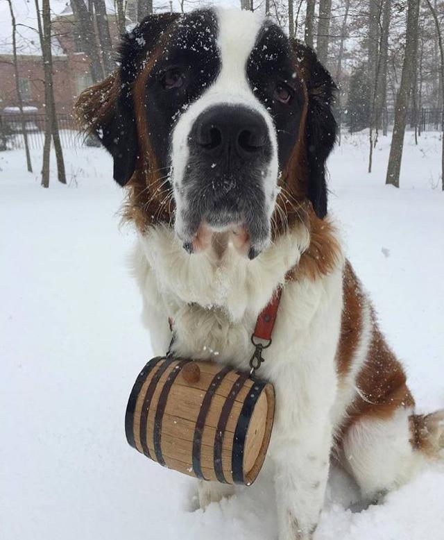 壮硕的身躯里藏着温柔的心这就是当了数百年雪山搜救犬的圣伯纳