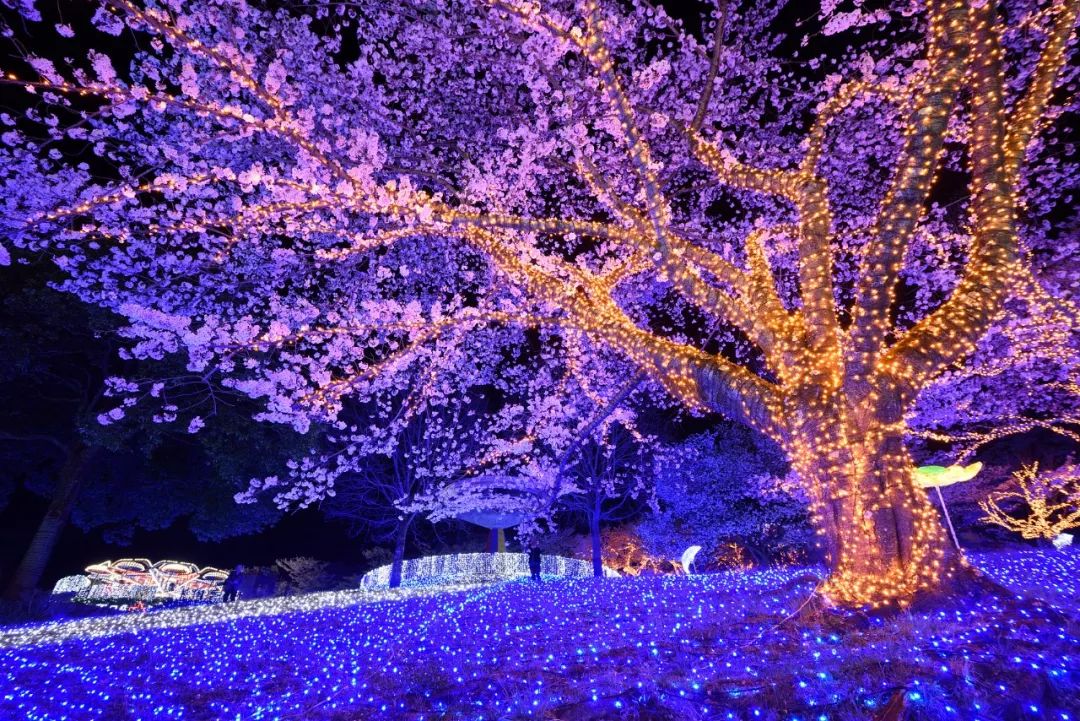 LED花海 唯美意境图片