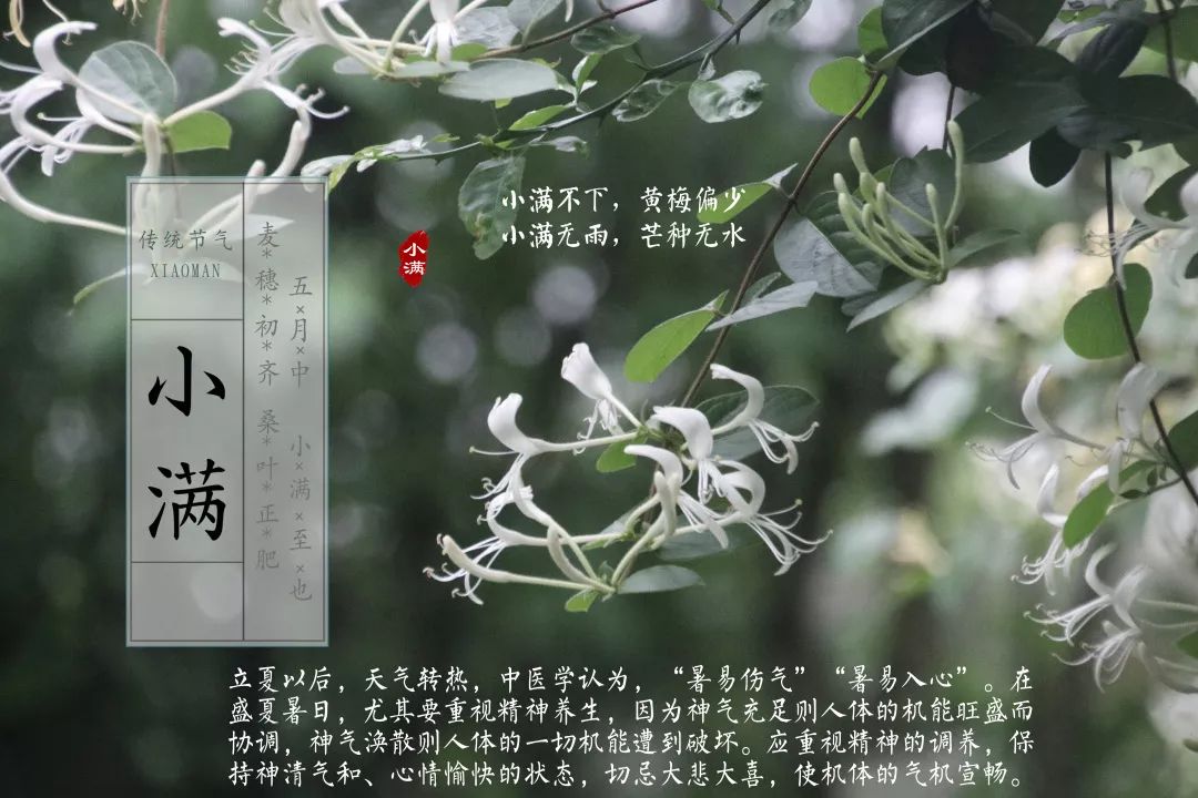 小满养生小知识(小满的养生起居饮食)-第1张图片-鲸幼网