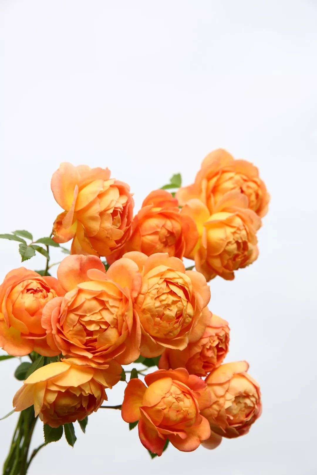 天狼说月季|520,最诗意的告白,是"倾慕"