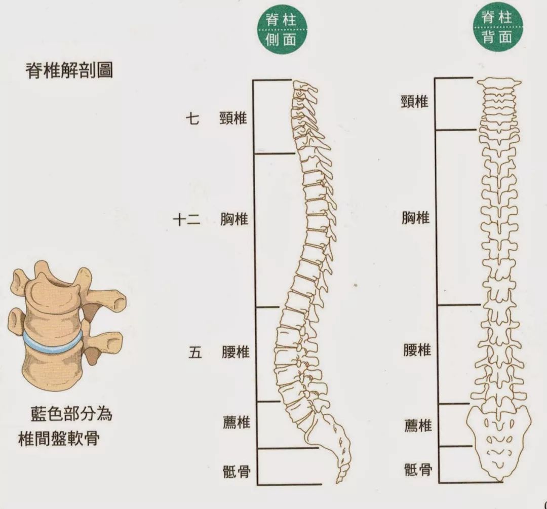 人体脊柱模型图解图片