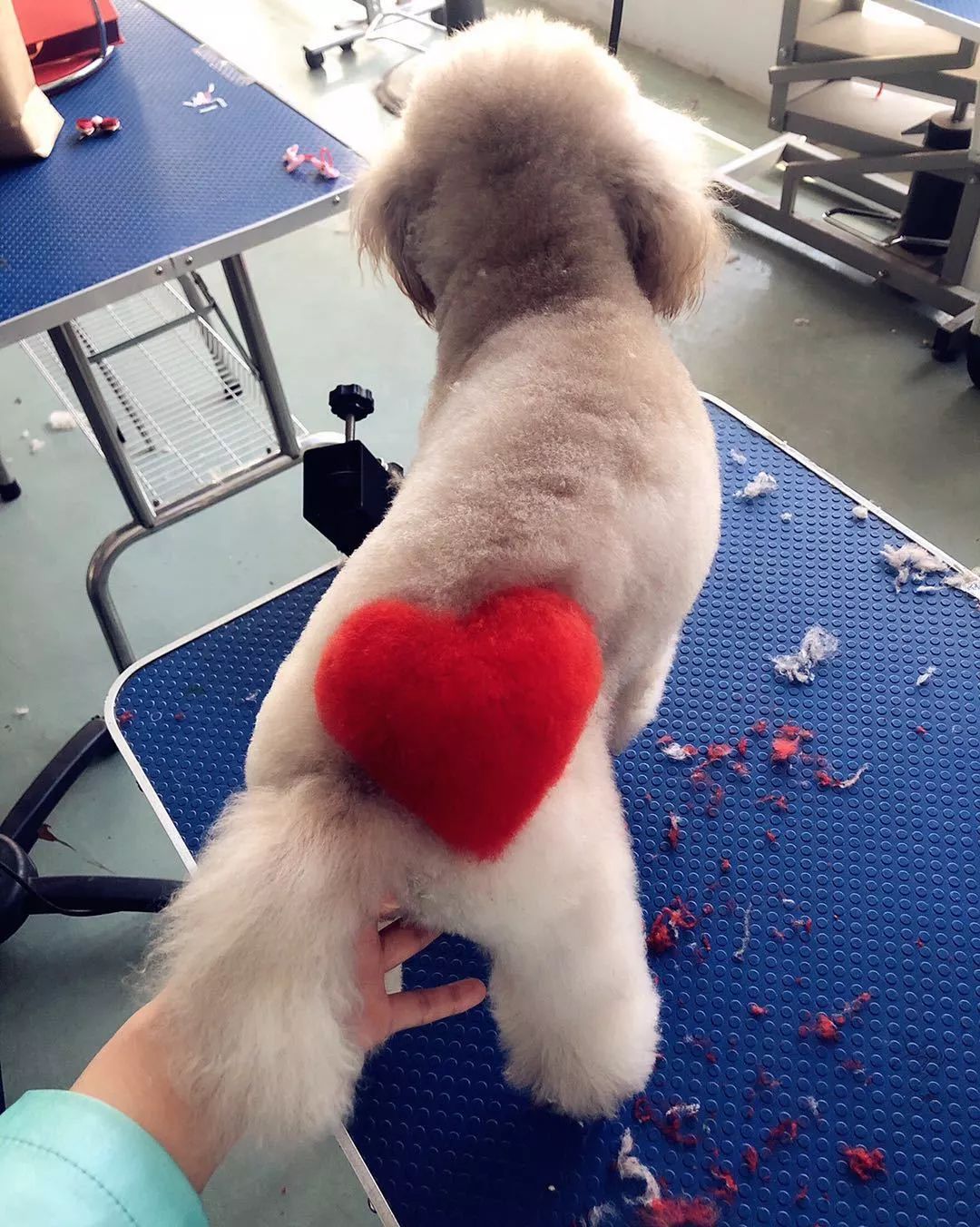 作品赏析特辑六 |派多格专业技术,展现宠物之美._美容