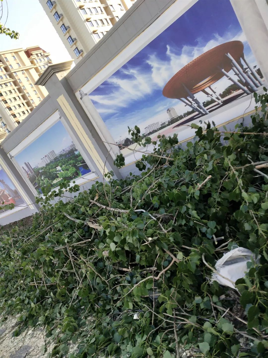 宝坻这些地树都刮倒了大家小心